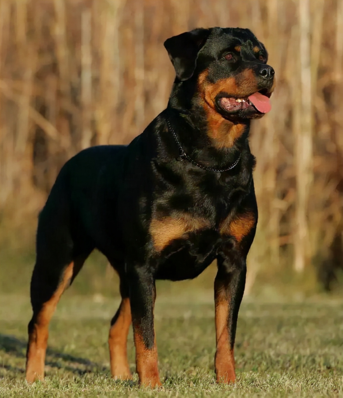 公认最温顺的七种狗你家上榜了吗,最有小脾气的4种狗