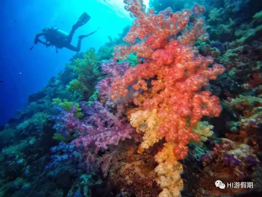 帕劳海底世界美人鱼,美人鱼和帕劳