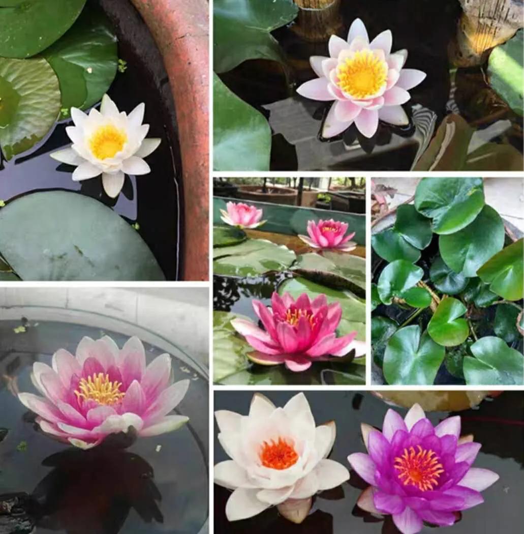 睡莲的生长过程知识大全,睡莲科普