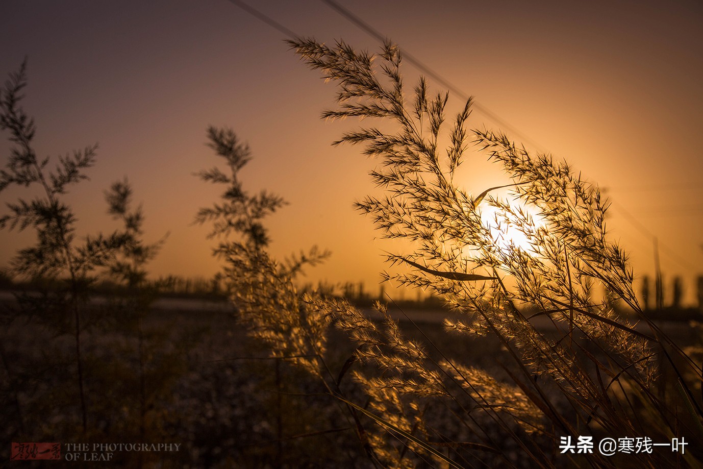 新疆采棉花工一个月挣多少钱,在新疆采棉花一天能赚多少钱