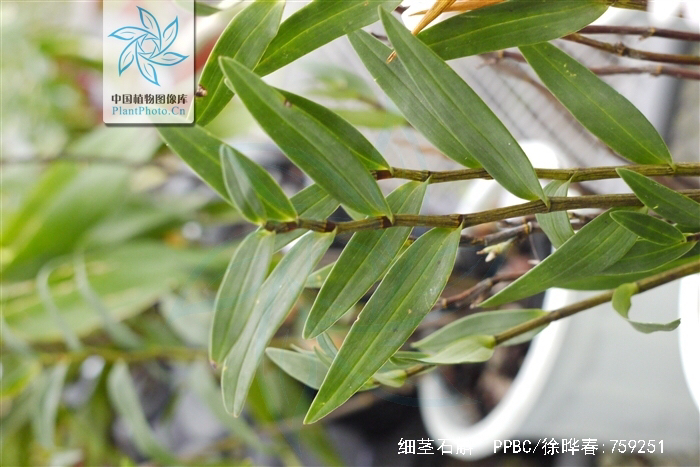 中药材铜丝草,中药材绶草