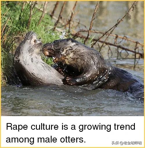 水獭与平头哥是同科吗,水獭动物界的平头哥