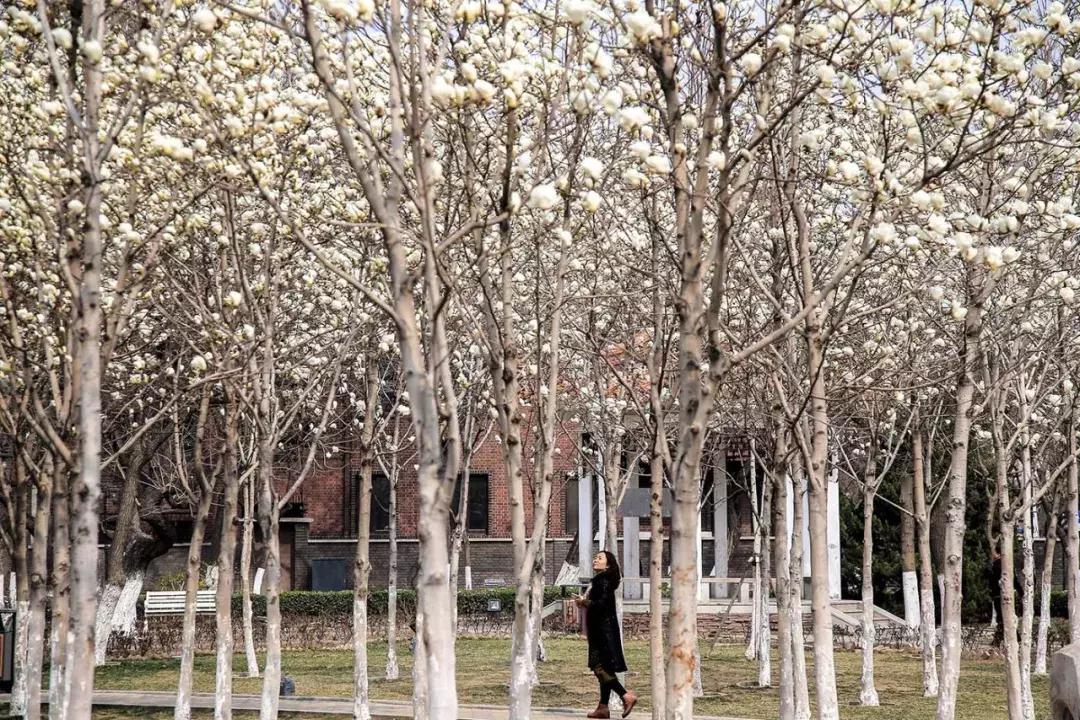 天津桃花堤赏花时间2021,天津桃花堤桃花什么时间开花