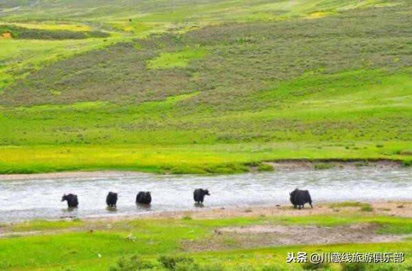 318川藏线成都租车拉萨还车,自驾318川藏线车队租车价格