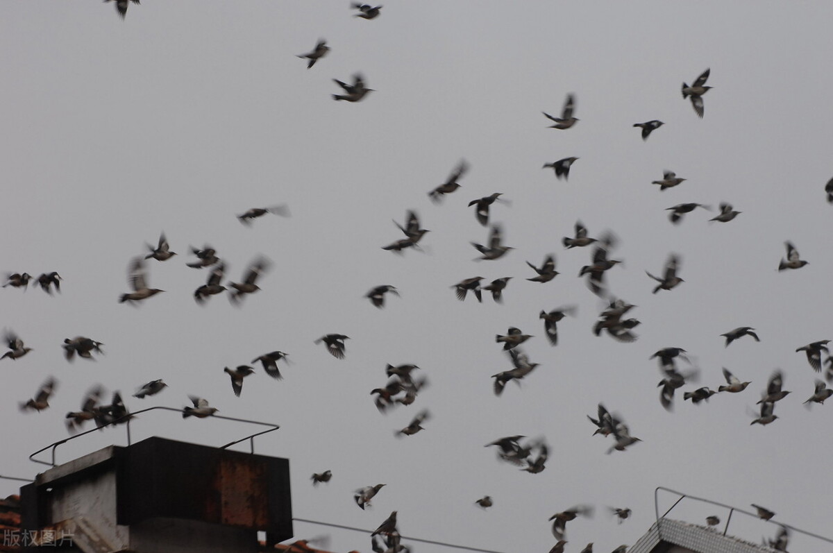 灰喜鹊为什么这么聪明,灰喜鹊为什么那么聪明