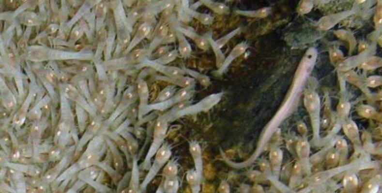 这只煮不熟的虾，生猛高能，竟难倒一众神厨