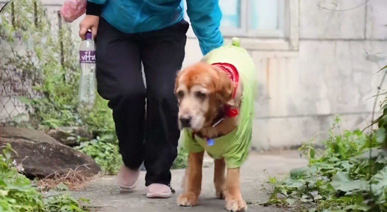 金毛的自愈能力有多强大,金毛的自愈能力有多强