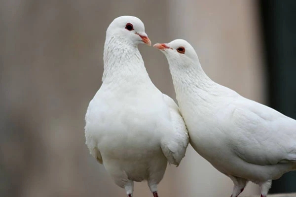 鸽子缺乏维生素的原因,幼鸽营养不良维生素怎么用