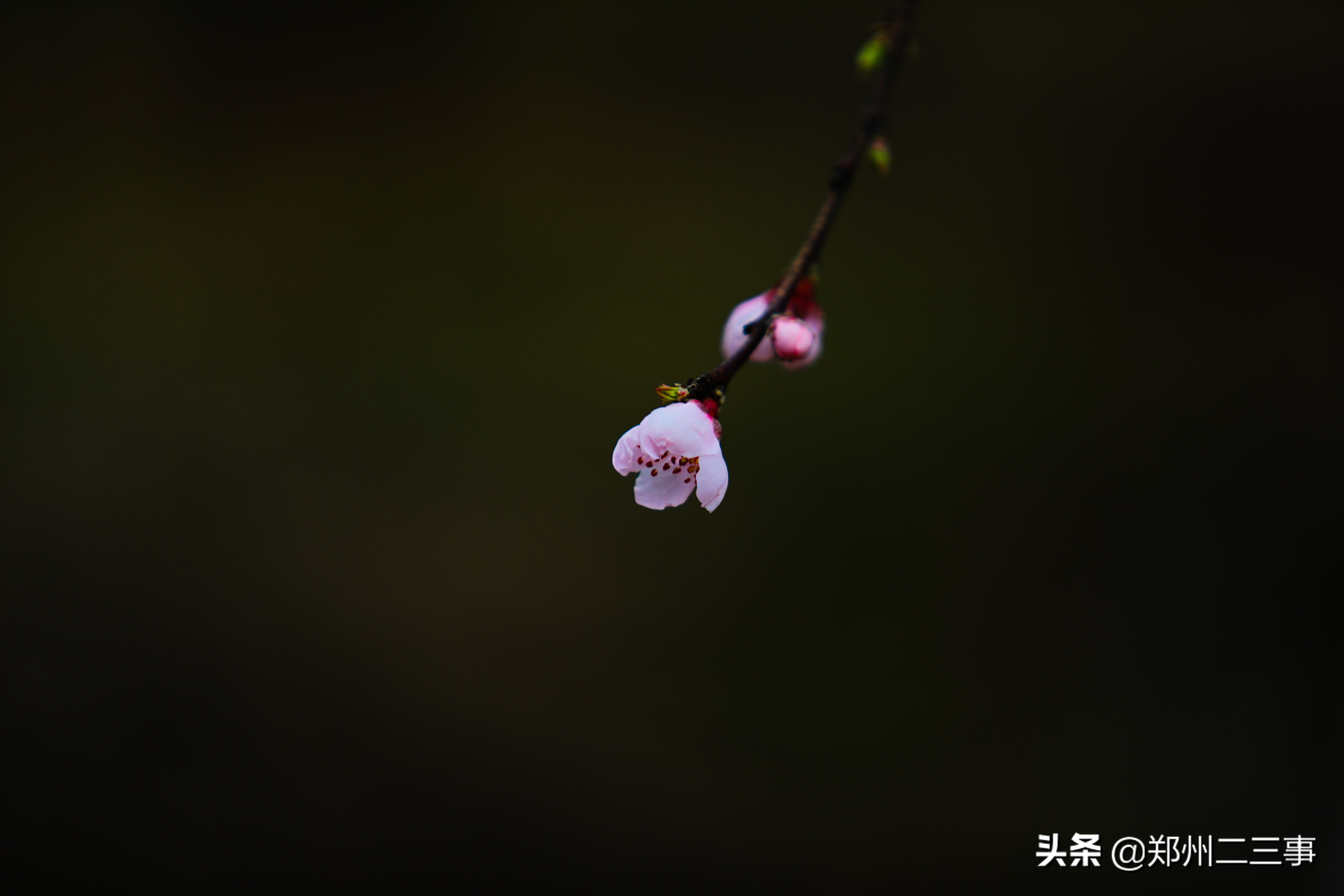 郑州惠济区免费遛娃好去处植物园,郑州遛娃踏青好去处