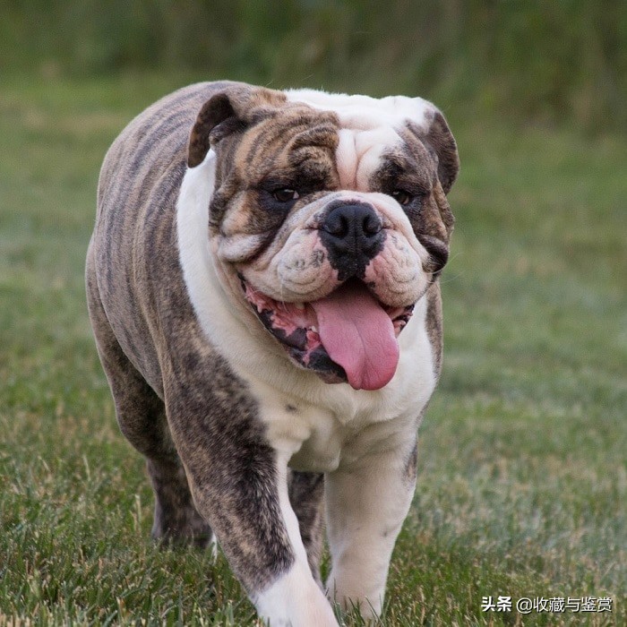 世界上昂贵的25个犬种