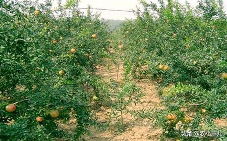 石榴病虫害图片与防治方法,石榴的种植技术及病虫害防治