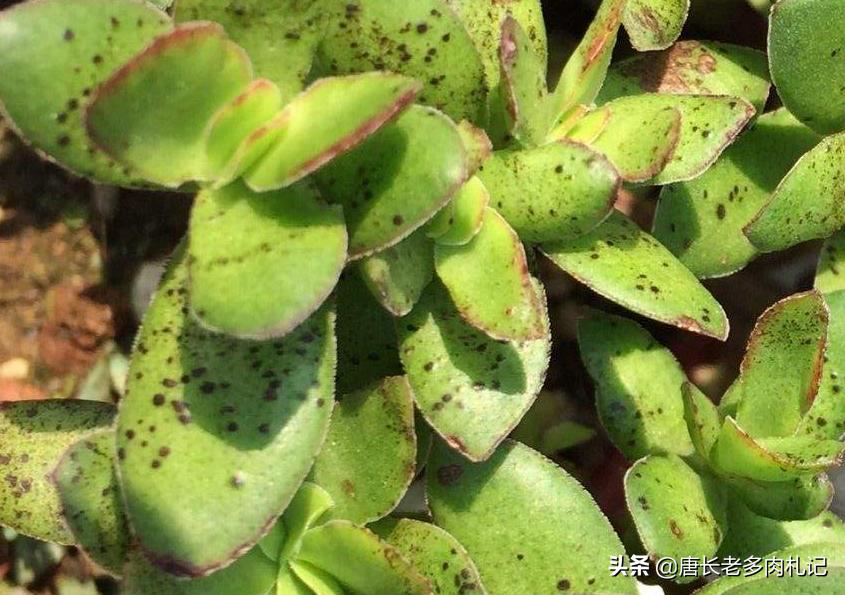 多肉天狗之舞不停的长侧芽,多肉品种天狗之舞