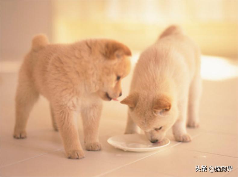 家里狗狗打架如何处理,家里的狗狗总是打架怎么办