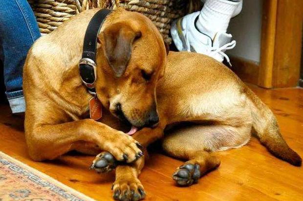 狗狗出现哪6种现象就得了狂犬,狗狗生病的六种表现是什么