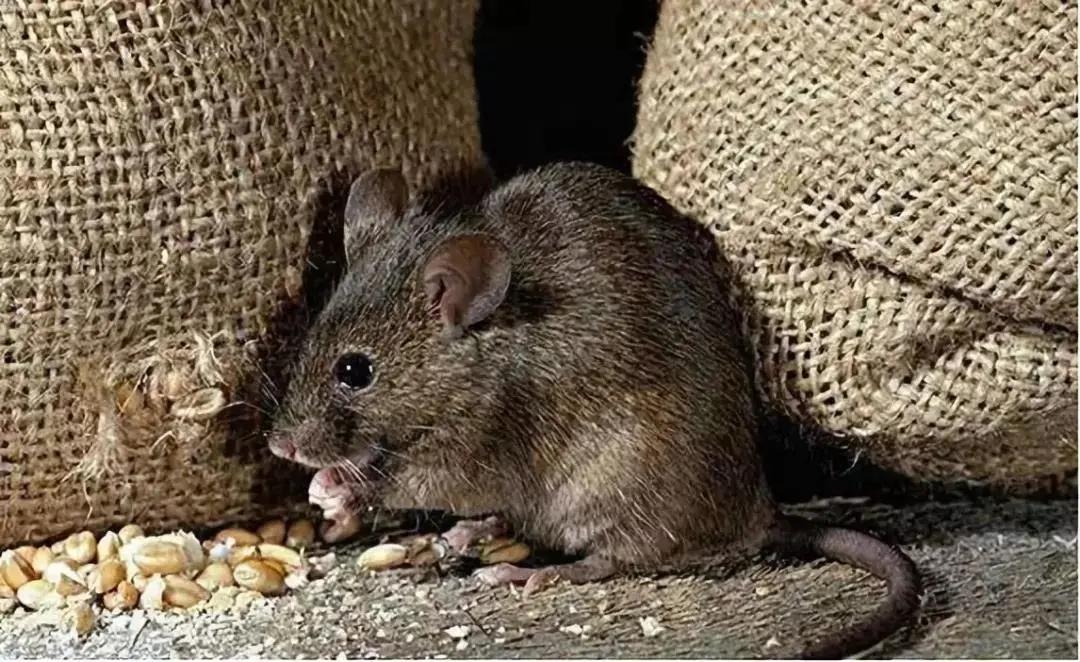 冬天的老鼠在屋里怎么办,小的老鼠进屋怎么办