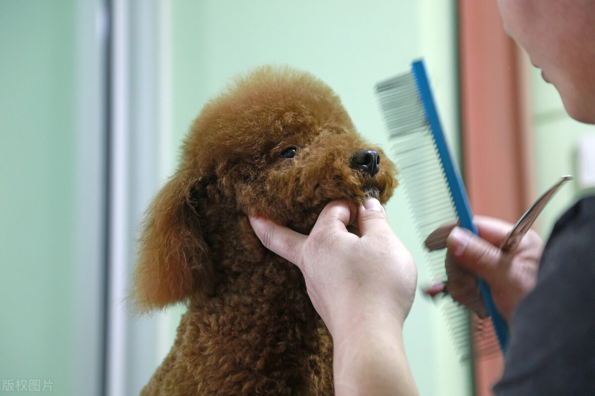 铲屎官都有过不想养狗吗,铲屎官没空喂猫怎么办