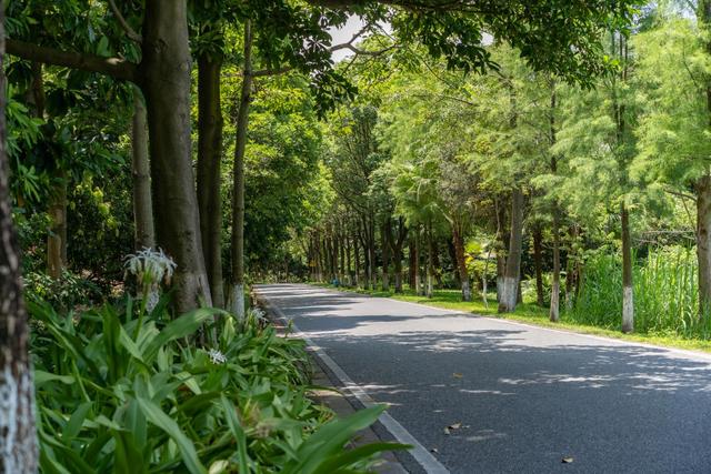 南沙黄山鲁森林公园夏季,南沙黄山鲁国家森林公园游玩攻略