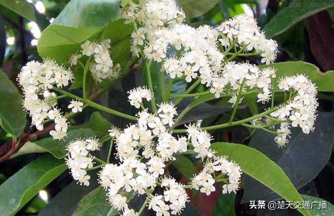 石楠花春天,石楠花已经开了