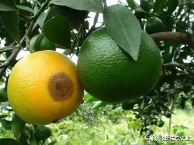 作物虫害识别大全图谱,果园物理防控虫害的方法