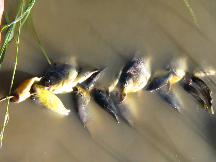 这才是最真实的国外钓鱼人,别崇洋媚外了,原来我们都被骗了