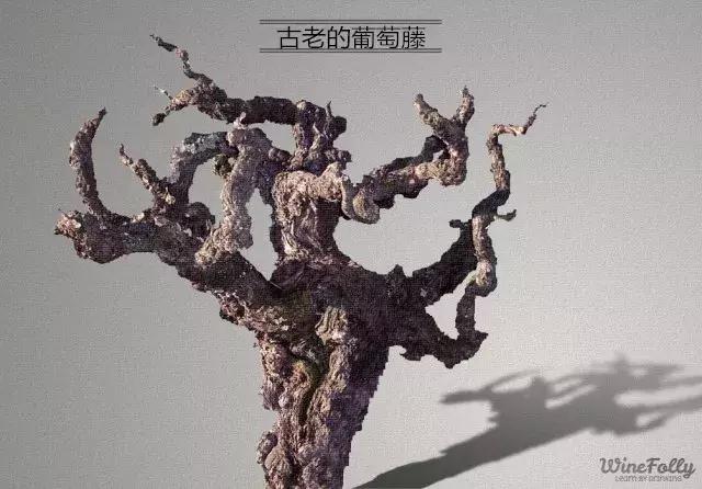 紫水晶葡萄品种,葡萄品种大全及英文