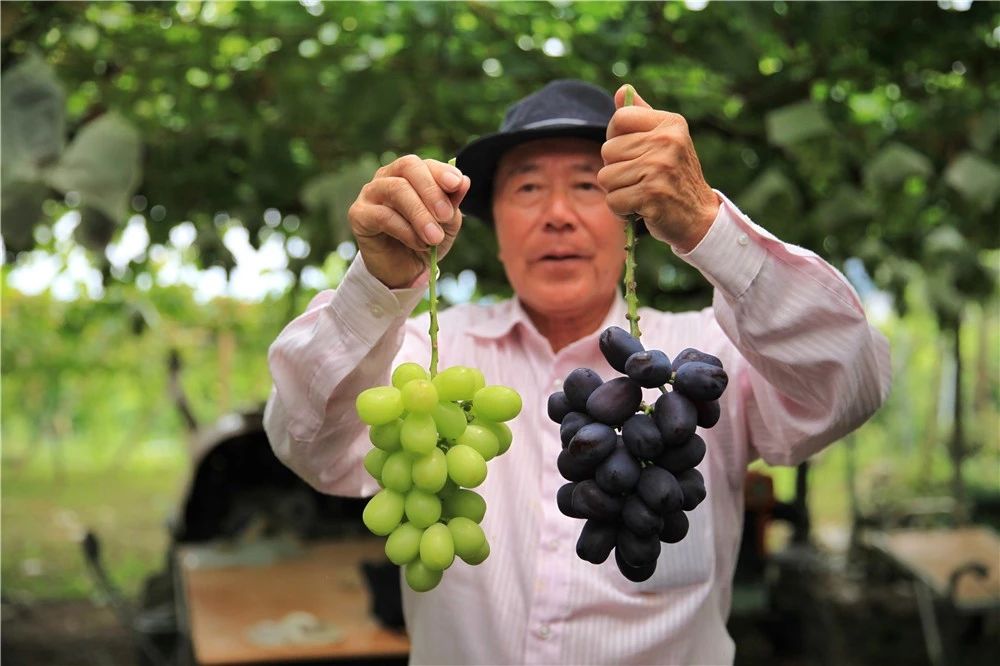 原来，日本果业是一个精致的、被JA溺宠的“老宅男”