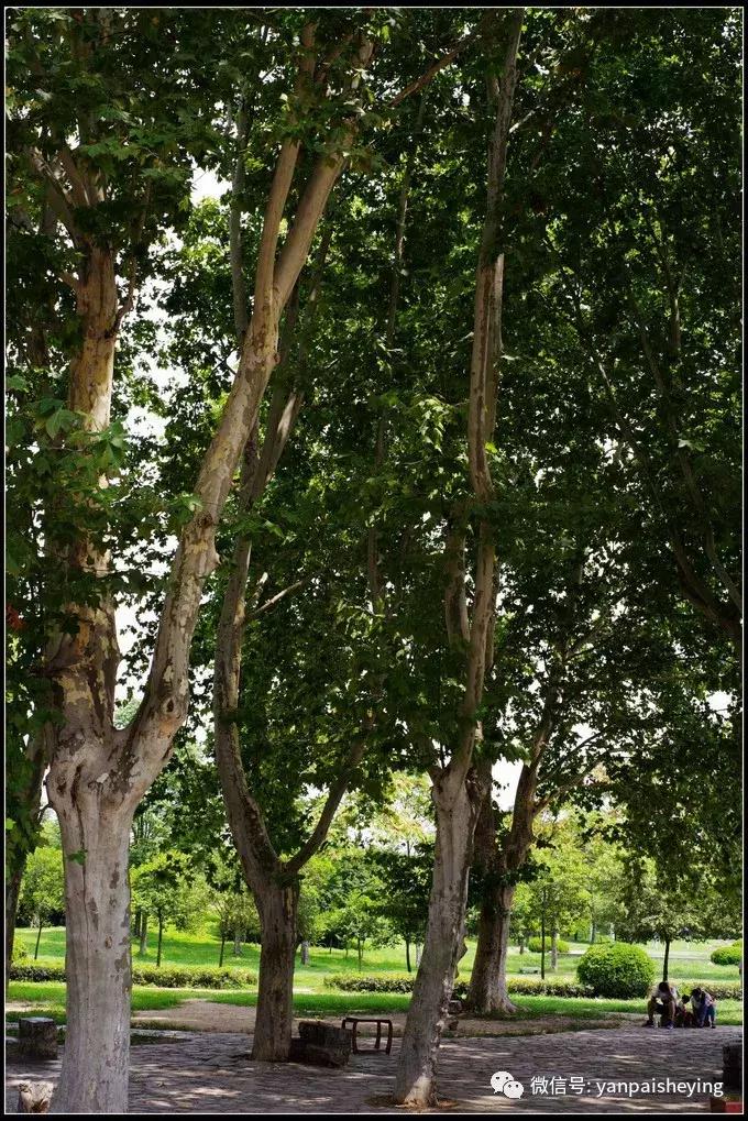 南京秦淮河景区游玩攻略,南京旅游必去的景点南京夫子庙