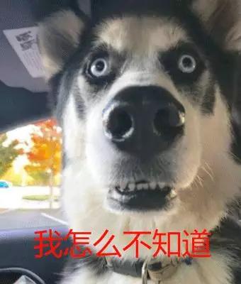 上班时捡到一只宠物狗,小哥出门捡到一只流浪小狗