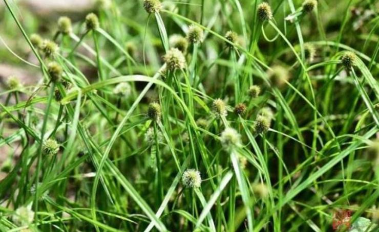 农村野外常见的尖叶恶性杂草,农田里常见的这种杂草