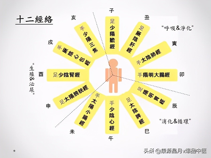 天下无疾,十二经脉流注图总结规律