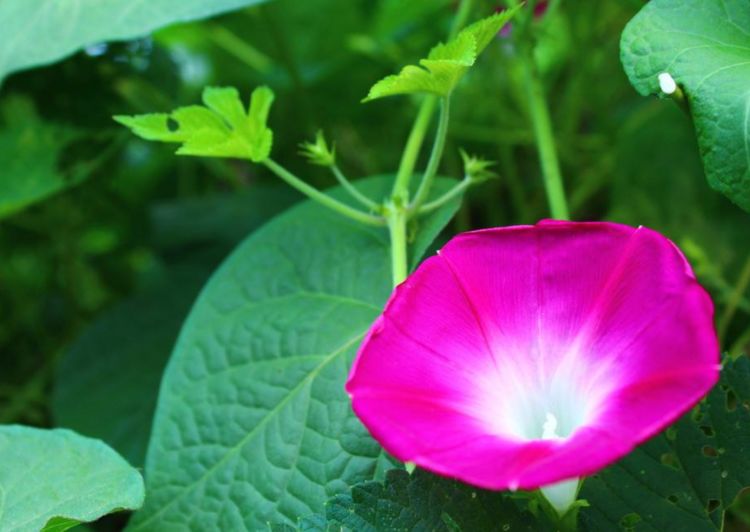 硬枝老鸭嘴开花,硬枝老鸭嘴几年开花