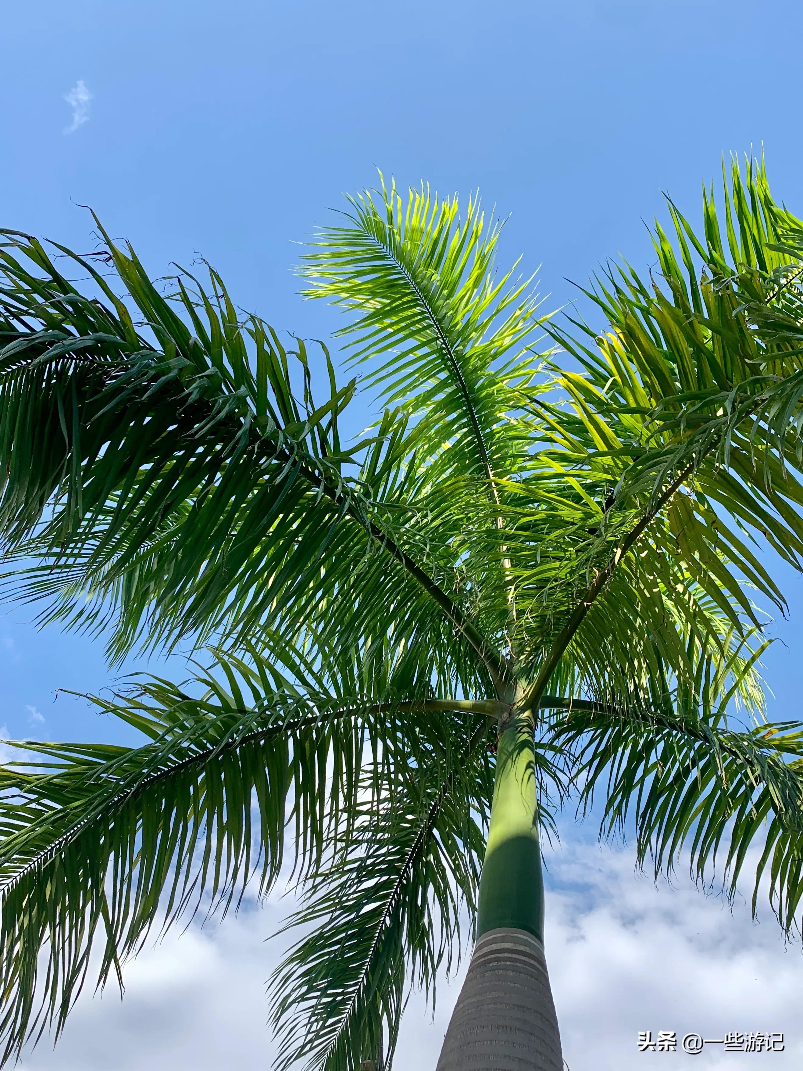 蒙自尼苏小镇大屯海蓝花楹,蒙自大屯海尼苏小镇