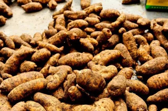 遵义娄山天麻,贵州遵义天麻虫草液