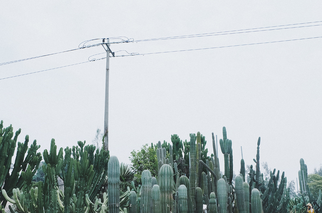 海上花园鹭岛行,海上花园鹭岛城市