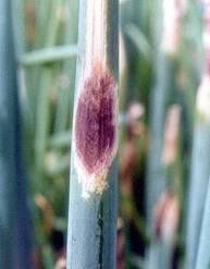 大葱生病的防治方法,大葱治疗病症