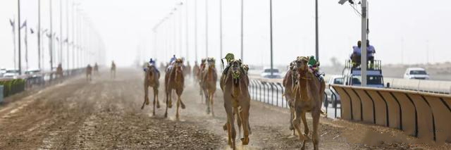 迪拜的十几个不为人知的秘密,去迪拜必须体验的10件事