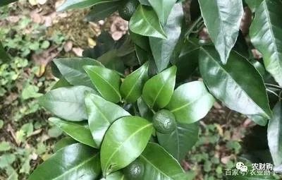 发酵好的酵素怎么样施肥,酵素肥料发酵无氧和有氧的区别