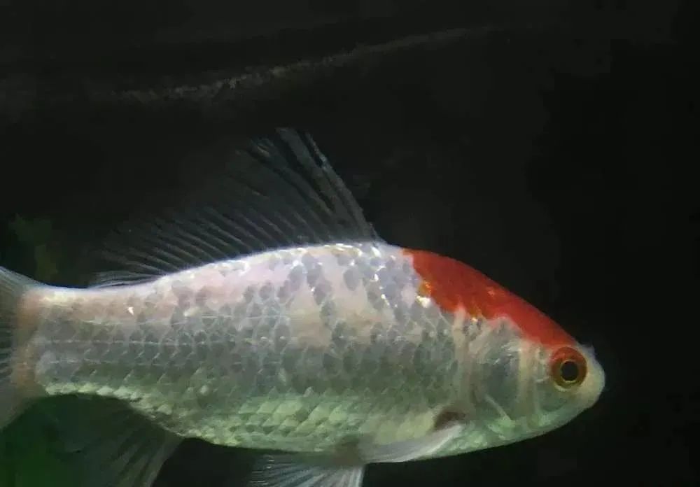 养鱼知识锦鲤掉鳞是咋回事,锦鲤鱼老掉鳞怎么办