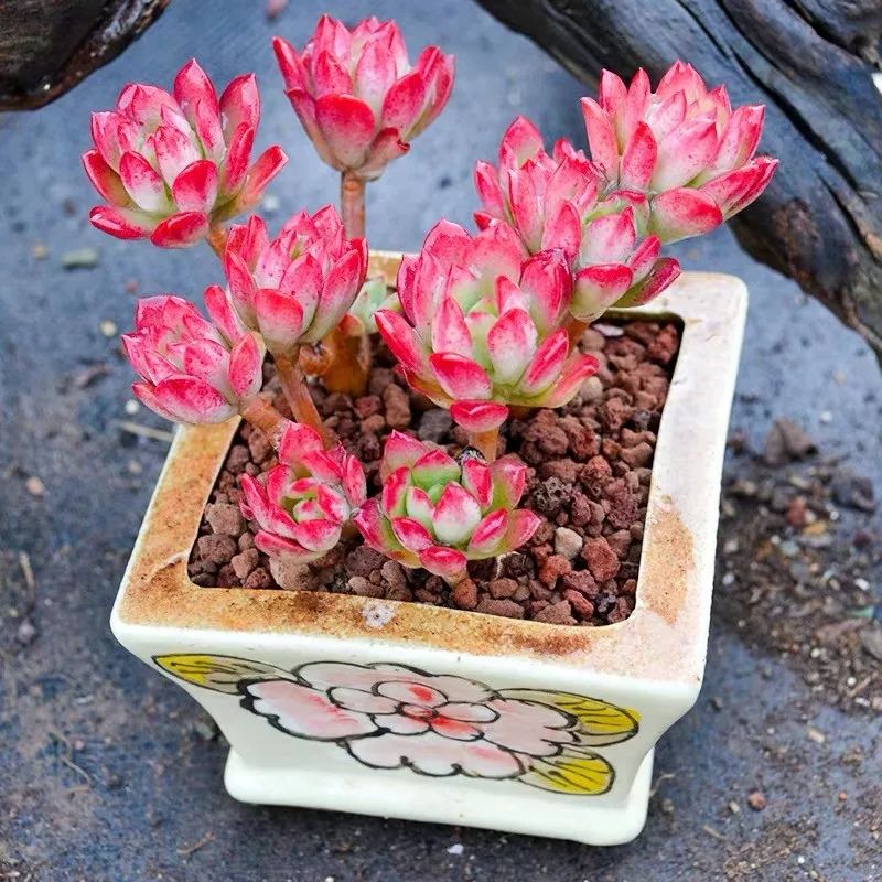 八种好看又好养的多肉，看看你家养了几种？