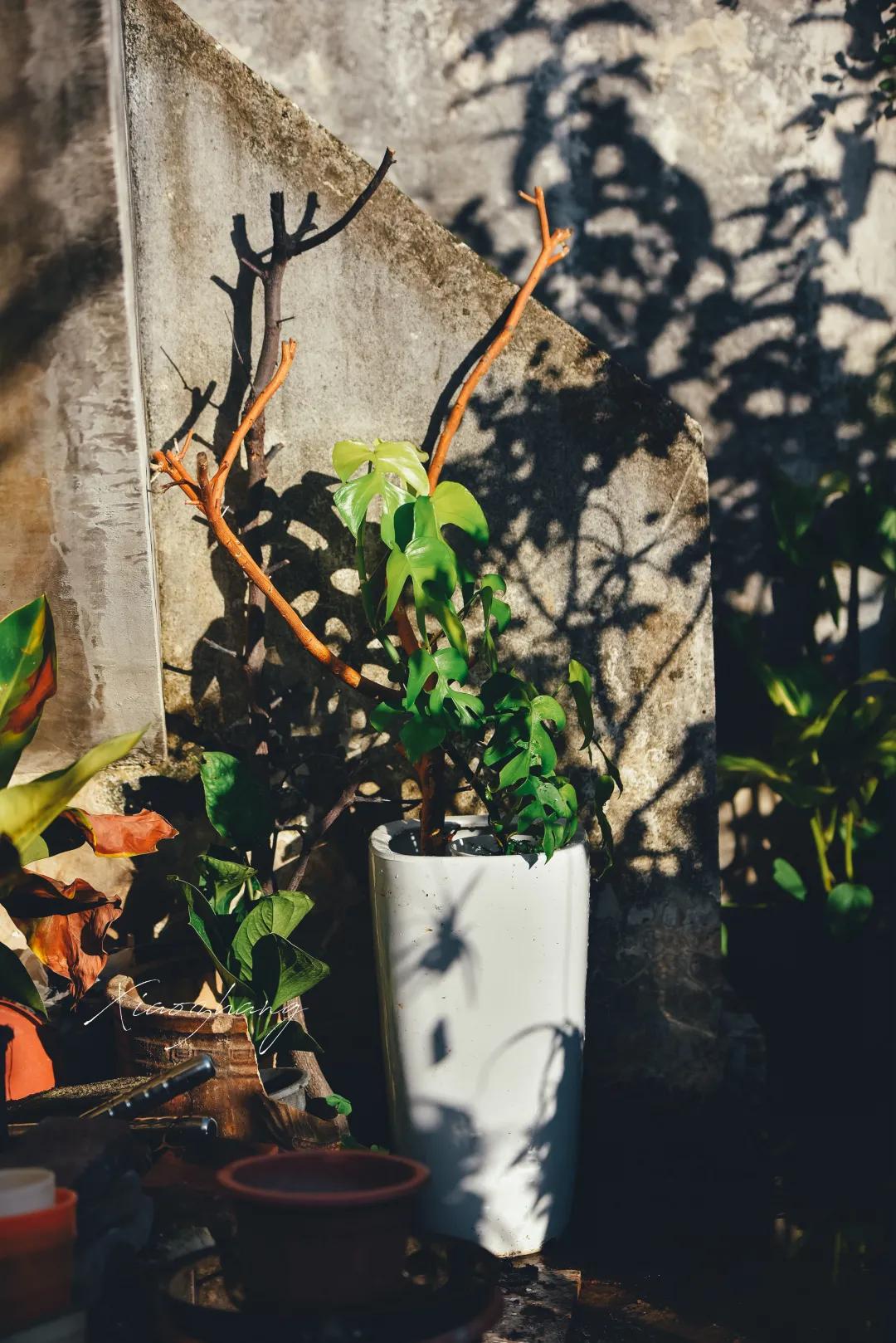 没花园怎么种花？从东北到广东，4位大神在室内种出植物园，绝美