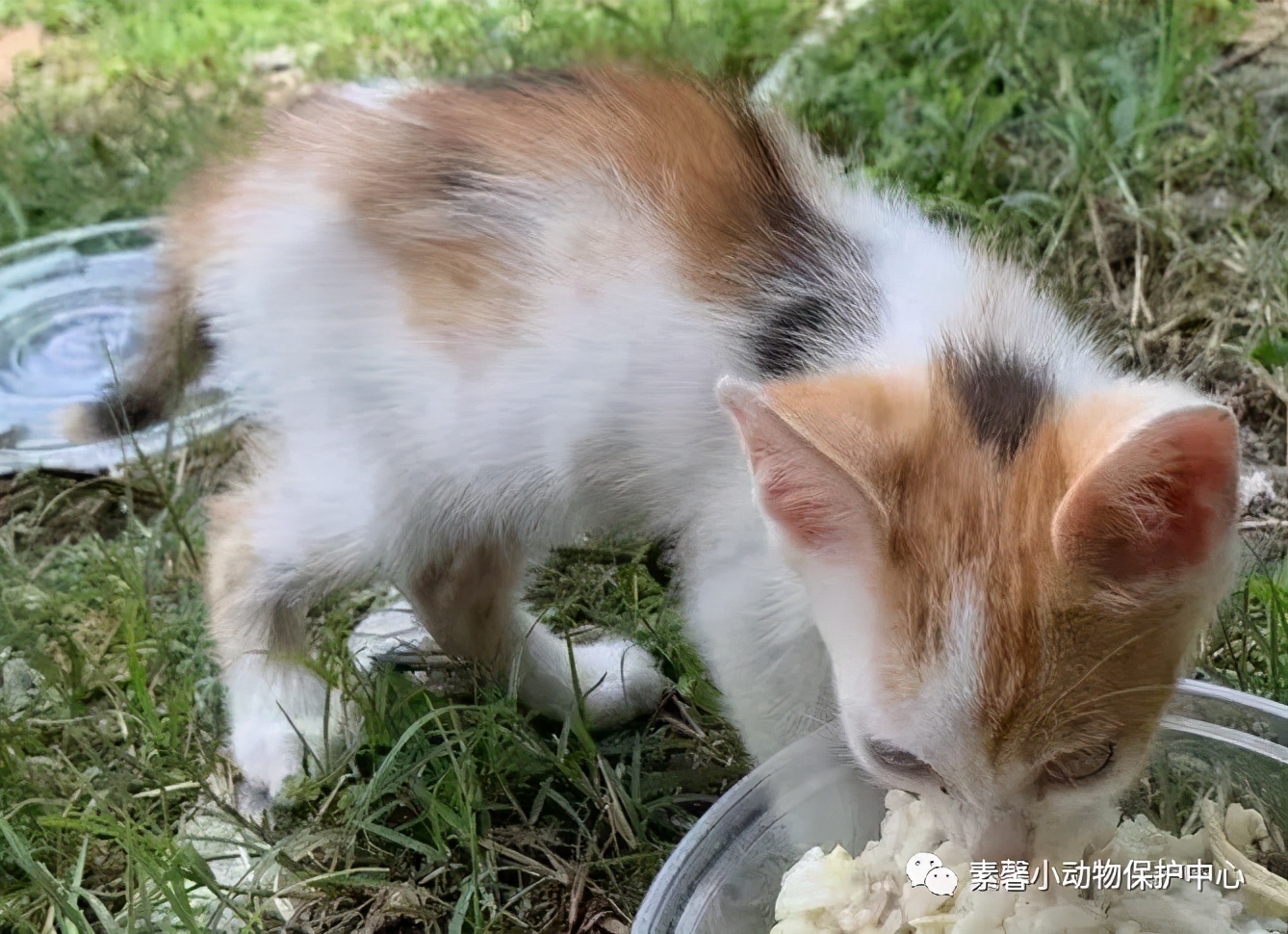 领养代替购买|2021年6月份福州线上宠物领养活动