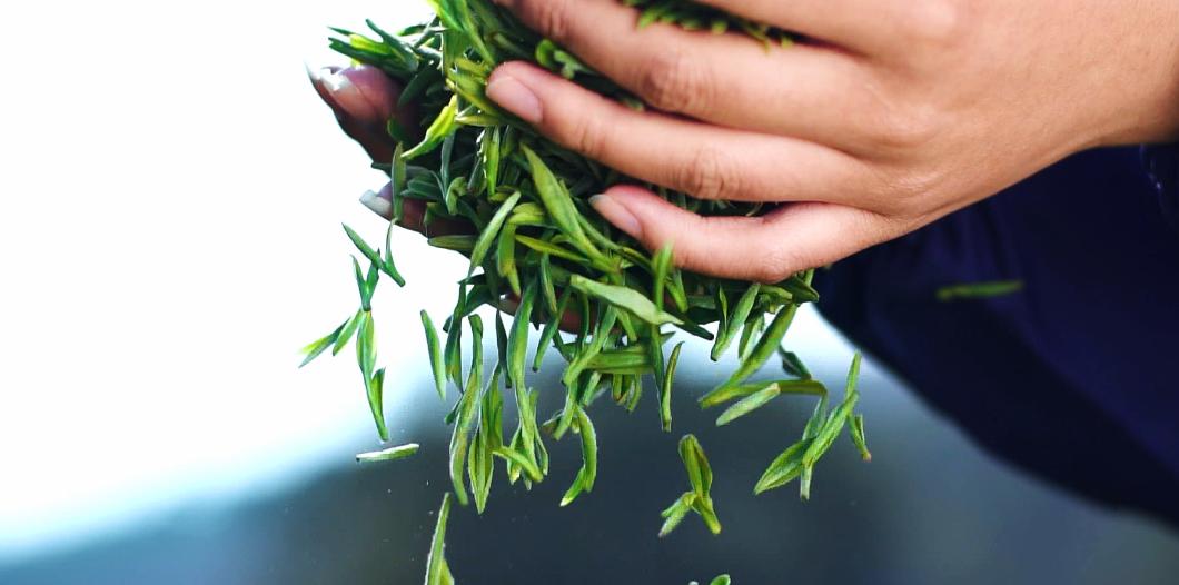 碧螺春红茶上市时间表图片,碧螺春明前茶什么时间上市