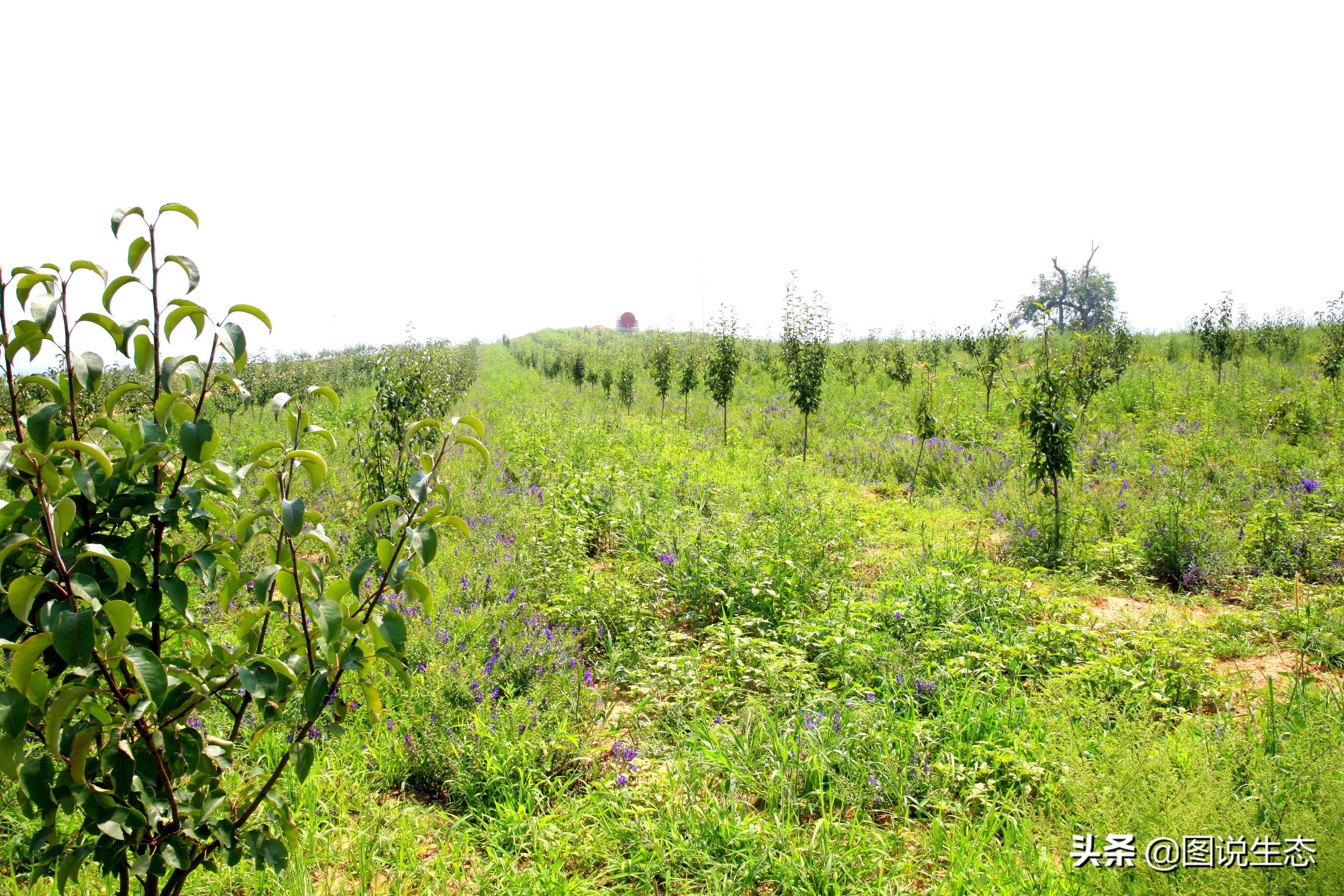 20年风雨治沙路，绿水青山秀丰宁