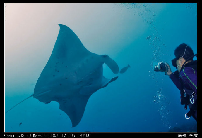 巨鲸轰炸机,鳐鱼战斗机