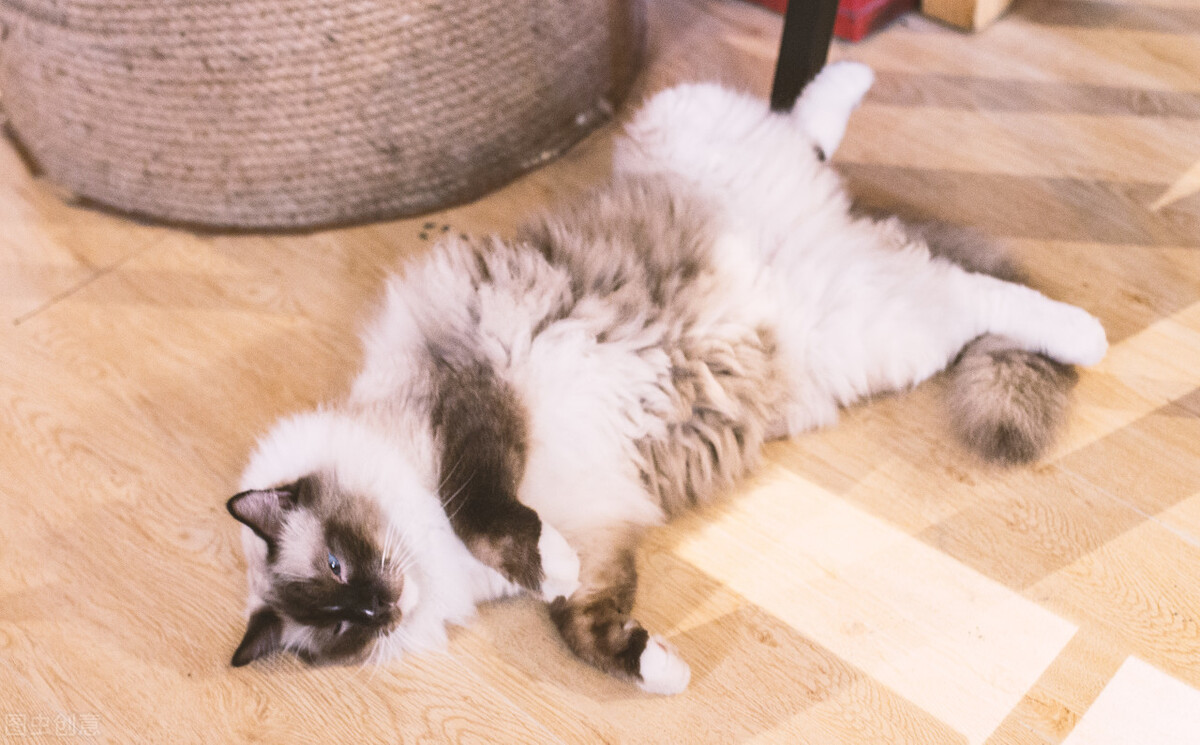 猫咪的报复心有多强,猫咪乱尿真烦人