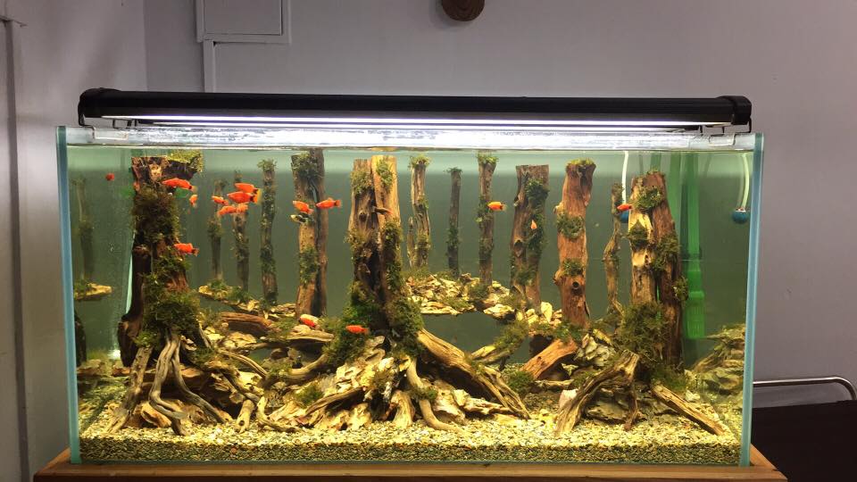 草缸水族店效果图,越南草缸