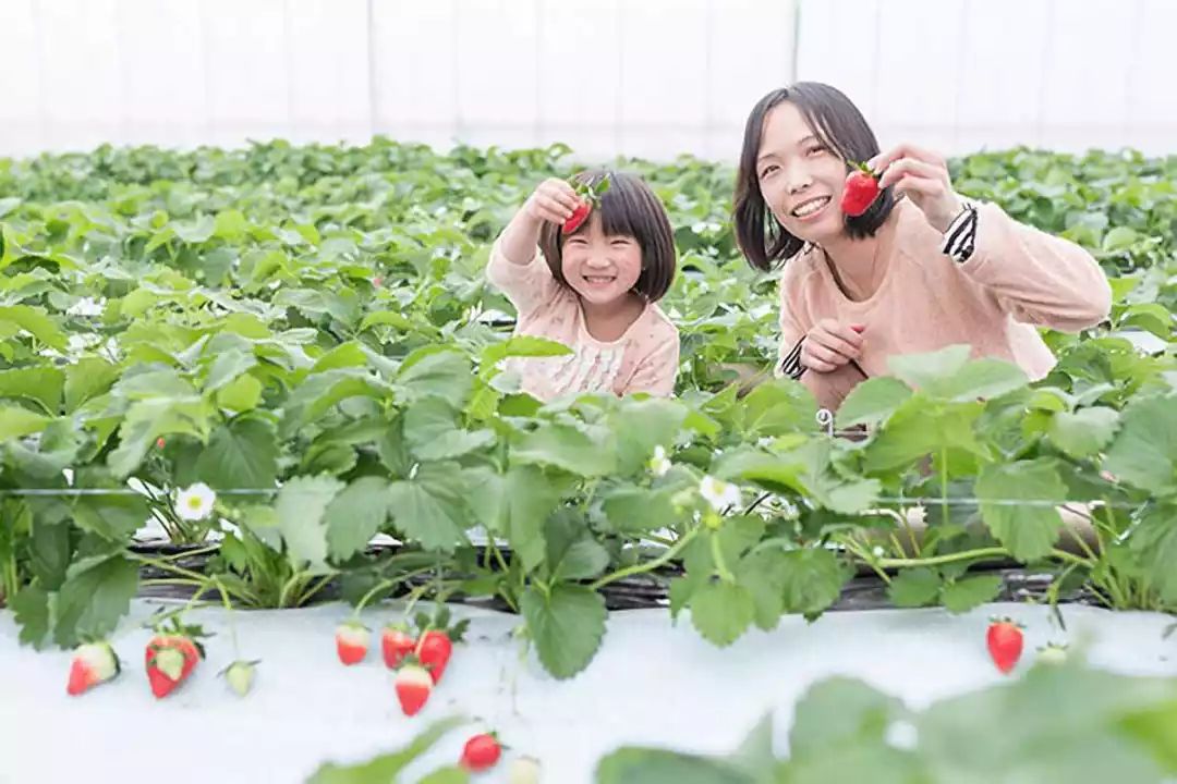 VIP体验团招募｜新年“心”旅程，感受历史名城熊本