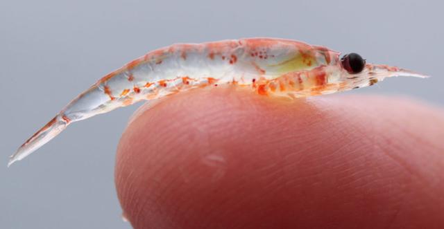 硬壳罗氏虾和软壳罗氏虾的区别,罗氏虾鳌虾甜虾有什么不同