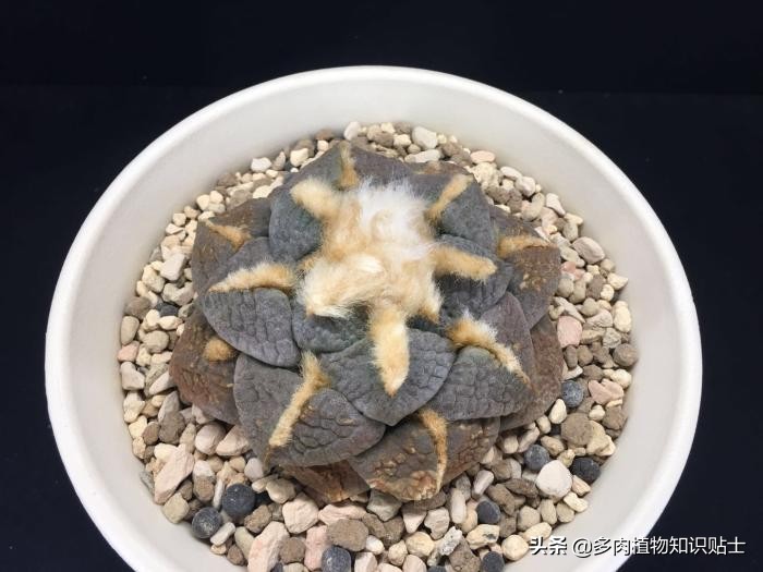 仙人掌什么情况下修根,怎么给仙人掌修形