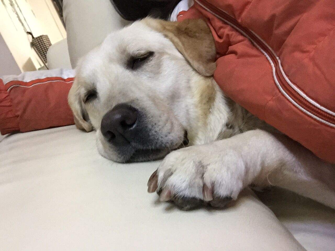 狗能吃含有牛磺酸的食物,狗吃猫粮会有什么后果